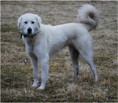 Akbash Dog - LIVESTOCK GUARDIAN DOG 