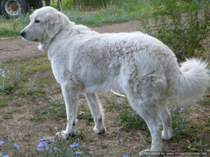 maremma livestock guardian dog